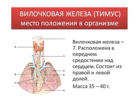 Заболевания железы тимус