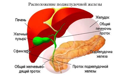 Заболевания печени и поджелудочной железы