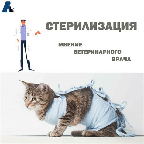 Забота и воспитание кошек