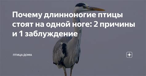 Загадка: почему гуси стоят на одной ноге?