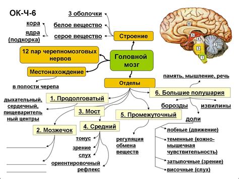 Задачи и функции левой гемисферы головного мозга