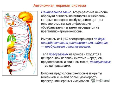 Задачи и функции центральной нервной системы в терморегуляции