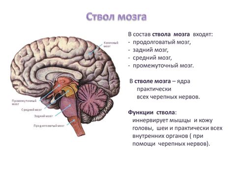 Задний мозговой сплетник