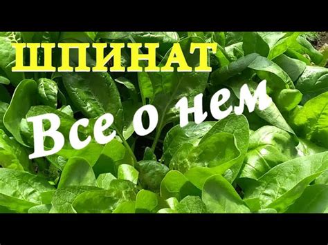 Замороженный шпинат: идеальный способ сохранить полезность и свежесть