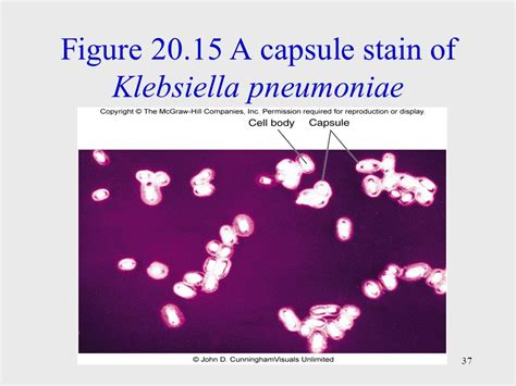 Заражение Klebsiella pneumoniae в посеве