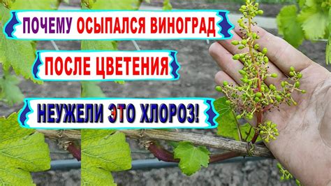 Захотелось винограда? Вот почему