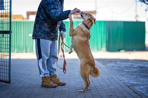 Зачем давать собаке лакомства?