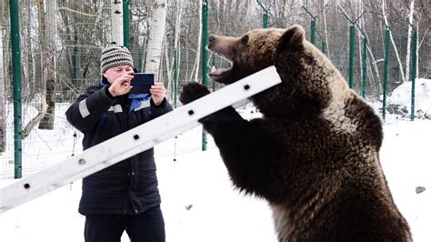 Зачем медведю гоняться во сне?