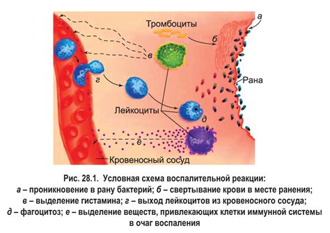 Защитные свойства миндалин