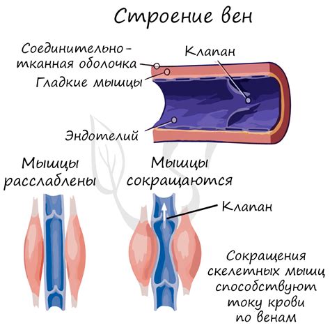 За что отвечает состояние крови в жилах?