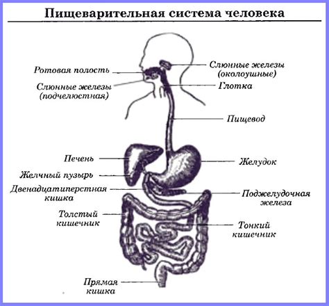 Здоровье пищеварительной системы