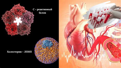 Здоровье сердца и реактивный белок