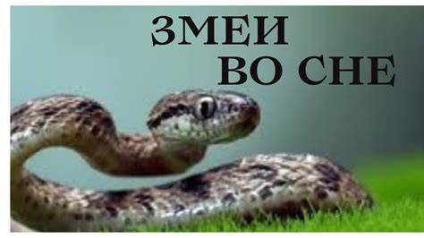 Змея во сне