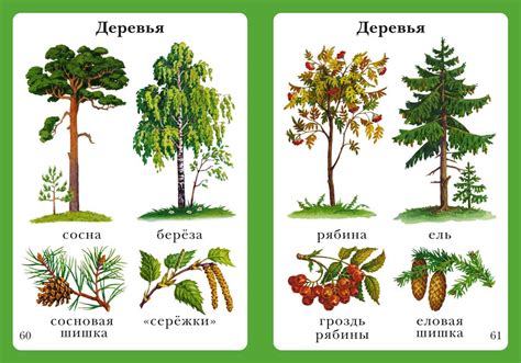 Знаки, указывающие на конкретный вид растения