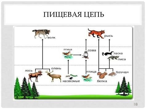 Значение в пищевых цепях