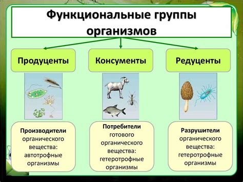 Значение в экосистеме