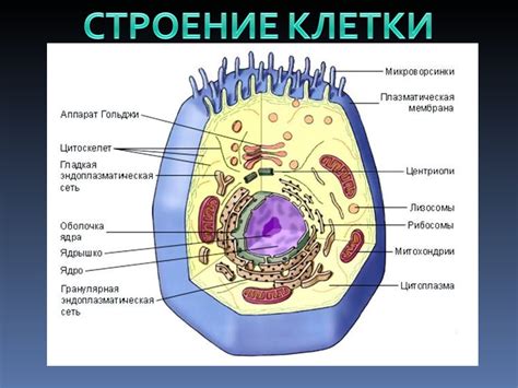 Значение генетической информации в определении формы клетки растений