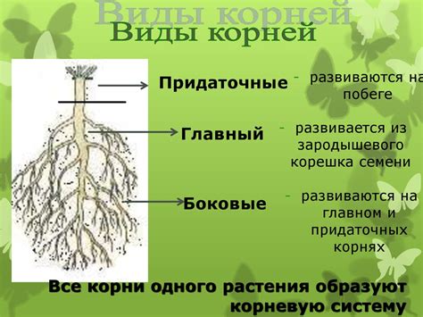 Значение главного корня в растениях