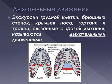 Значение грудной клетки и дыхательной системы