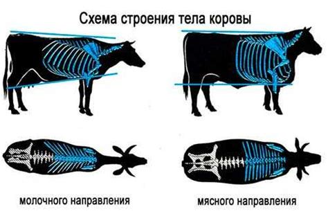 Значение двух удоев, даваемых падением коровы