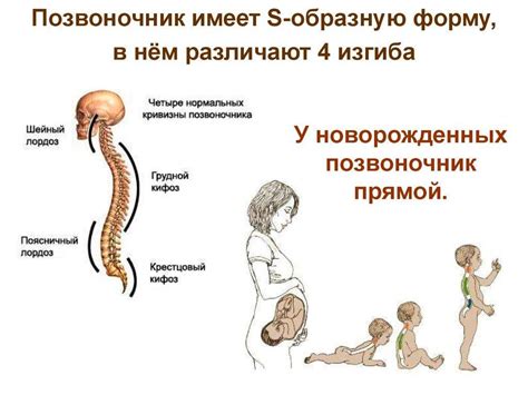 Значение изгибов позвоночника