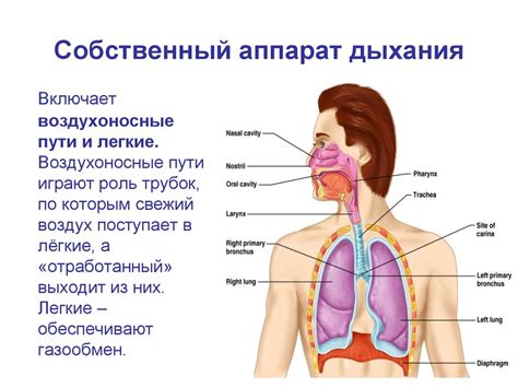 Значение изучения функций внешнего дыхания