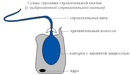 Значение и перспективы исследования промежуточной клетки у гидры