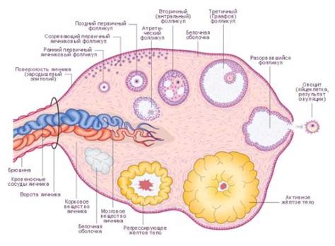 Значение и принципы объединения фолликулярного аппарата яичников