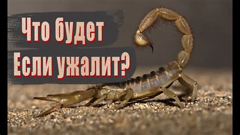 Значение и толкование сновидения укуса скорпиона женщине