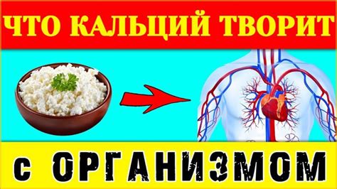 Значение кальция для здоровья человека