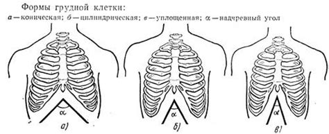 Значение ключицы для поддержания формы грудной клетки