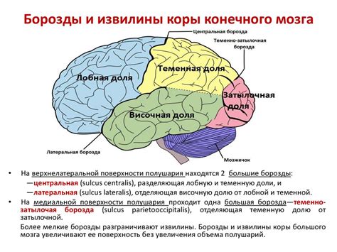 Значение конечного мозга человека: основные принципы и механизмы