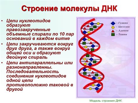 Значение контроля наличия ДНК животного: процесс и его суть