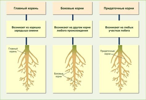 Значение корневой системы для растений