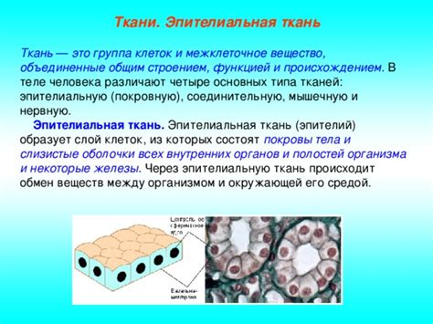 Значение матриксных клеток для соединительных тканей