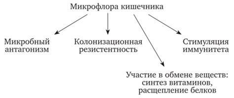 Значение микрофлоры для организма женщины