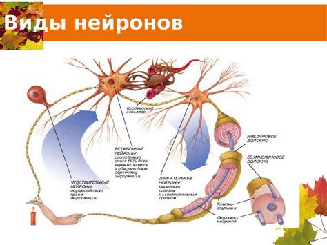 Значение нейрона в нервной системе: от анализа сенсорных данных до межсвязи мозга