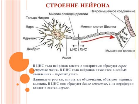 Значение нейронов в ЦНС и ПНС