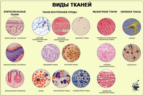 Значение основной ткани в организмах