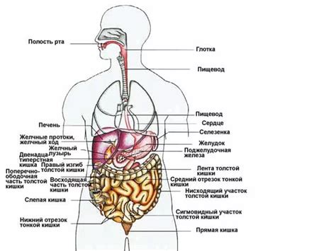 Значение правой стороны для организма