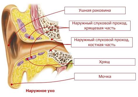 Значение размещения в ухе