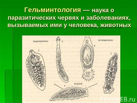 Значение снов о красных живых червях у женщин