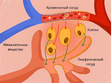 Значение соединительной ткани для животных