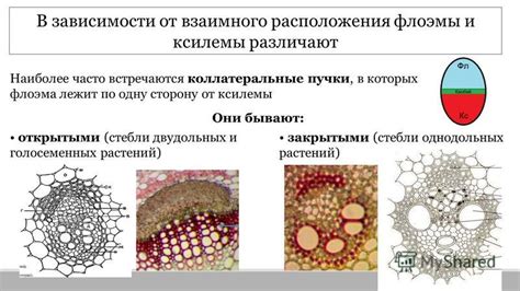 Значение сосудисто-волокнистых проводящих пучков для организма