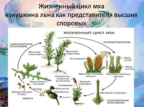 Значение споровых растений в биологии