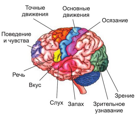 Значение функций головного мозга