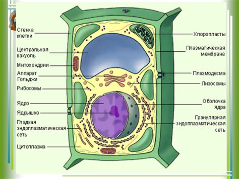 Значение целлюлозы для растений и их клеток