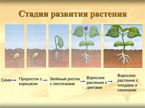 Значимость роста растения