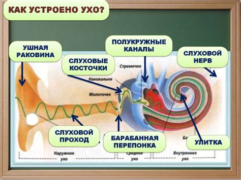 Зрительные и слуховые органы