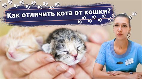 Игры и развлечения: как отвлечь кошку от кота